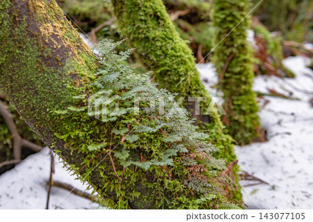 Yakushima Shiratani Unsuikyo Gorge: Gradient of moss (winter) Yakushima Shiratani Unsuikyo Gorge: Gradient of moss (winter) 143077105