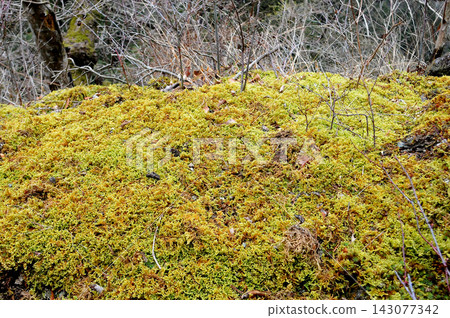Sphagnum moss and Hypnum moss are growing profusely, completely covering the rocks along the forest road. Sphagnum moss and Hypnum moss are growing profusely, completely covering the rocks along the forest road. 143077342