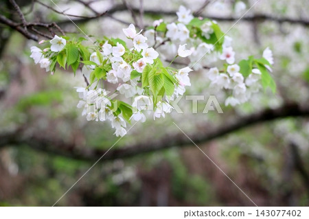 Pure and elegant Oshima cherry blossoms Pure and elegant Oshima cherry blossoms 143077402