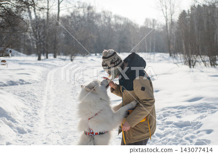 Young woman walking with fluffy samoyed dog in snowy winter park. Young woman walking with fluffy samoyed dog in snowy winter park. 143077414