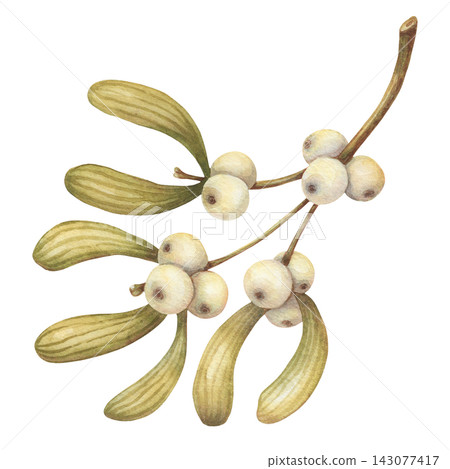 Watercolor mistletoe branch with white berry and green leaves. Christmas plant creates a natural botanical design. Great for wedding card and invitation use. Seasonal art suits gift label and sticker. 143077417
