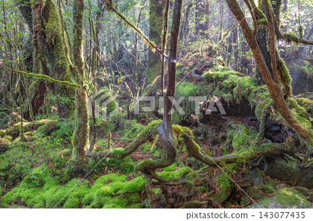 屋久島白谷雲水峽：陽光透過樹木，苔蘚閃閃發光的森林（冬天） 143077435