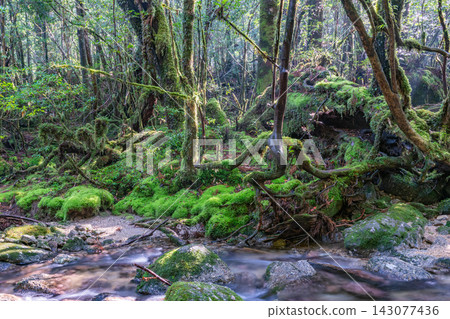 屋久島白谷雲水峽:陽光透過樹木,苔蘚閃閃發光的森林(冬天) 屋久島白谷雲水峽:陽光透過樹木,苔蘚閃閃發光的森林(冬天) 143077436