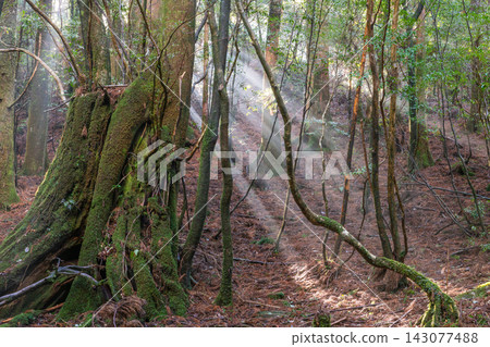Yakushima Shiratani Unsuikyo Gorge: Light Gradient (Winter) Yakushima Shiratani Unsuikyo Gorge: Light Gradient (Winter) 143077488