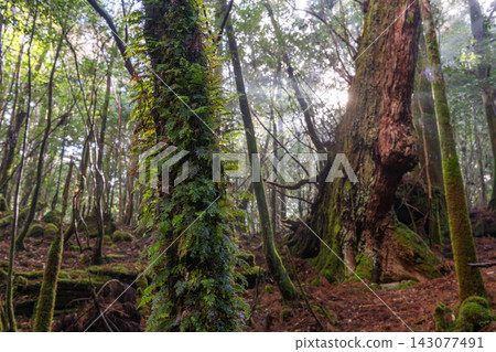 Yakushima Shiratani Unsuikyo Gorge: Light Gradient (Winter) Yakushima Shiratani Unsuikyo Gorge: Light Gradient (Winter) 143077491