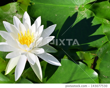 Water lilies, Shiroyama Park, Okegawa City, Saitama Prefecture Water lilies, Shiroyama Park, Okegawa City, Saitama Prefecture 143077530