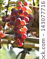 Grapes that ripened in autumn 143077716
