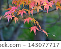 Maple trees against the backdrop of an autumn forest 143077717
