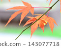 Maple 143077718