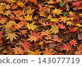 Colorful fallen maple leaves 143077719