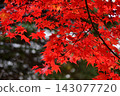 Maple trees dyed a magnificent red 143077720