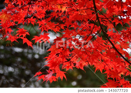 楓樹染成了絢麗的紅色 楓樹染成了絢麗的紅色 143077720