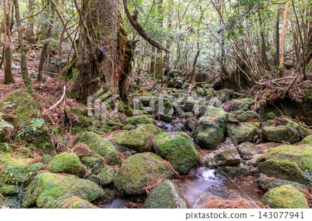 屋久島白谷雲水峽:青苔閃耀的溪流(冬季) 屋久島白谷雲水峽:青苔閃耀的溪流(冬季) 143077941