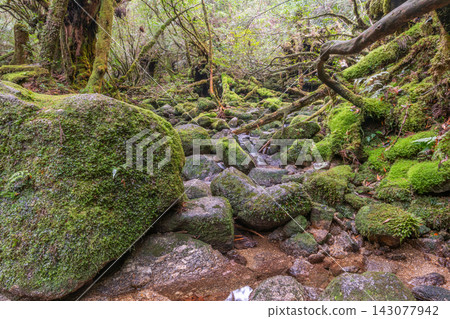 屋久島白谷雲水峽：青苔閃耀的溪流（冬季） 143077942