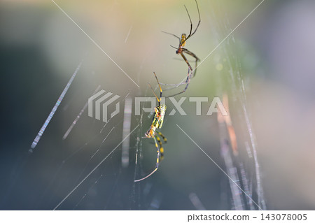 Jorō spider, Shiroyama Park Jorō spider, Shiroyama Park 143078005