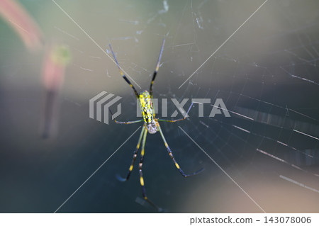 Jorō spider, Shiroyama Park Jorō spider, Shiroyama Park 143078006