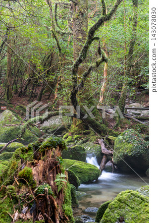 屋久島白谷雲水峽:苔蘚生長的山谷(冬季) 屋久島白谷雲水峽:苔蘚生長的山谷(冬季) 143078030