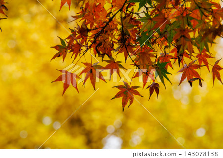 Momiji who changed leaves Momiji who changed leaves 143078138