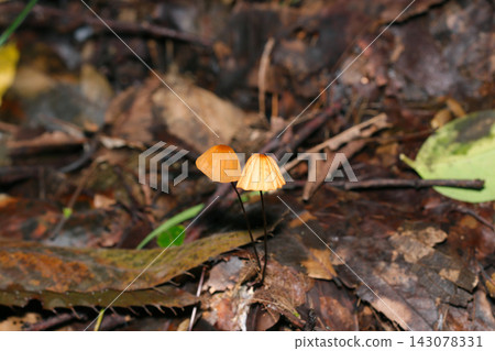 森林地面落葉上的橘色*白頭水菇*(日本自然真菌/蘑菇生態微距攝影) 森林地面落葉上的橘色*白頭水菇*(日本自然真菌/蘑菇生態微距攝影) 143078331