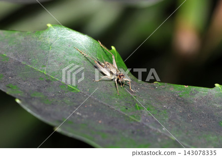 一片葉子上的小型成蟲 *Euonymus alatus*(日本戶外昆蟲生態微距攝影) 一片葉子上的小型成蟲 *Euonymus alatus*(日本戶外昆蟲生態微距攝影) 143078335