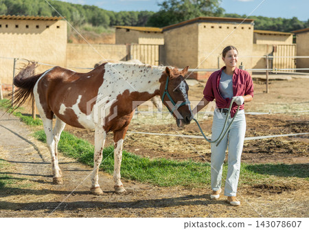 Happy young girl preparing horse for riding and walking in pasture on farm Happy young girl preparing horse for riding and walking in pasture on farm 143078607