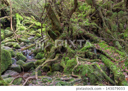 屋久島白谷雲水峽的秋天:一片美麗的苔蘚閃耀的森林。 屋久島白谷雲水峽的秋天:一片美麗的苔蘚閃耀的森林。 143079033