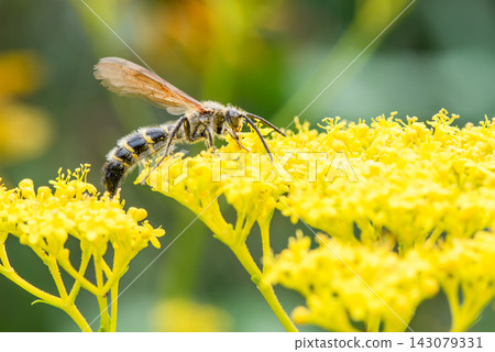 A digger wasp visits a Patrinia scabiosifolia flower. 143079331