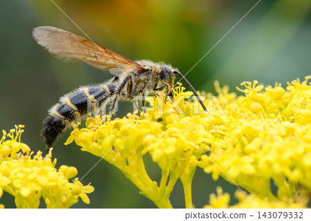 A digger wasp visits a Patrinia scabiosifolia flower. A digger wasp visits a Patrinia scabiosifolia flower. 143079332