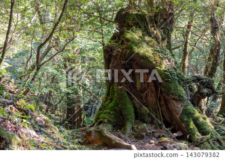屋久島白谷雲水峽的秋天:陽光斑駁地灑在森林上。 屋久島白谷雲水峽的秋天:陽光斑駁地灑在森林上。 143079382