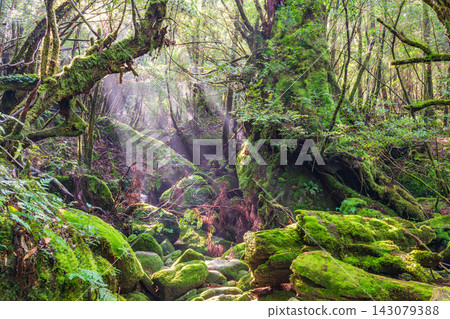 Autumn in Shiratani Unsuikyo Gorge, Yakushima: A forest bathed in dappled sunlight. Autumn in Shiratani Unsuikyo Gorge, Yakushima: A forest bathed in dappled sunlight. 143079388