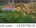 Raking Autumn Leaves From Lawn 143079618