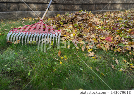 Raking Autumn Leaves From Lawn Raking Autumn Leaves From Lawn 143079618