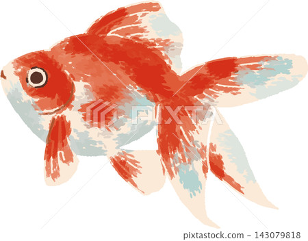 全彩手繪風格的金魚插圖（觀賞魚，日式風格，夏季，材質） 143079818