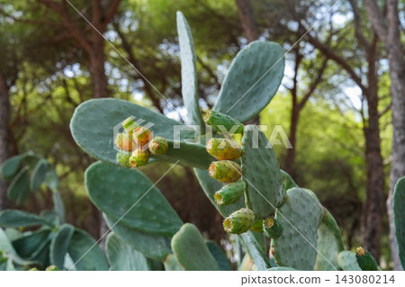 Cactus plant with green leaves and ripening fruit in forest Cactus plant with green leaves and ripening fruit in forest 143080214