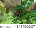 A stunning high-resolution macro photograph capturing the intricate details of a wasp resting on vibrant green foliage dotted with fresh water droplets. The sharp focus highlights the insect's strikin 143080287