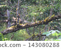 Epiphytic plants growing naturally on the branches and trunk of a tree in a tropical environment. The plants attach themselves to the tree surface while surrounded by dense green foliage, highlighting 143080288
