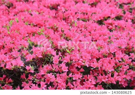 April 30 2026 Pink azalea flowers blooming in dense clusters April 30 2026 Pink azalea flowers blooming in dense clusters 143080625