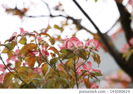 April 30 2026 Pink dogwood flowers blooming on branches against soft sky April 30 2026 Pink dogwood flowers blooming on branches against soft sky 143080629