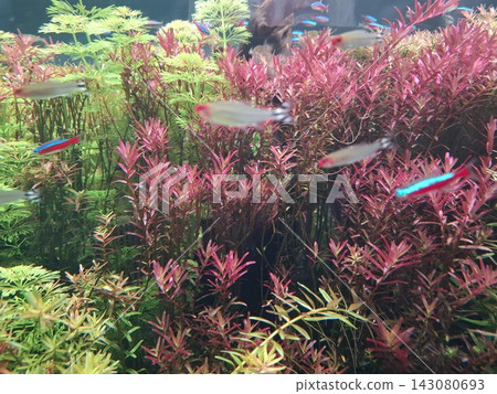 Aquarium with colorful aquatic plants and swimming tropical fish Aquarium with colorful aquatic plants and swimming tropical fish 143080693