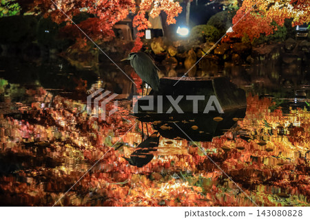 Nov 25 2025 Glowing Autumn Maples Reflecting in To ji Temple Pond Nov 25 2025 Glowing Autumn Maples Reflecting in To ji Temple Pond 143080828