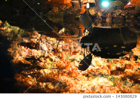 Nov 25 2025 Glowing Autumn Maples Reflecting in To ji Temple Pond Nov 25 2025 Glowing Autumn Maples Reflecting in To ji Temple Pond 143080829