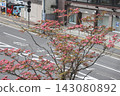 April 30 2026 Pink dogwood blossoms over quiet urban street in spring 143080892