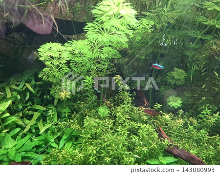 Lush aquatic plants and tropical fish Lush aquatic plants and tropical fish 143080993