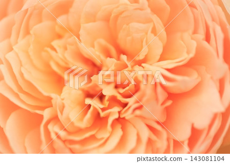 rose rose 143081104