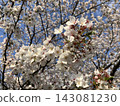 Sakura that shines in the blue sky 143081230