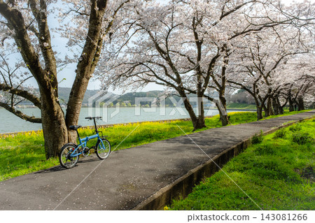 Cycling image under the cherry blossoms (Koyamaike Aoshima) Cycling image under the cherry blossoms (Koyamaike Aoshima) 143081266
