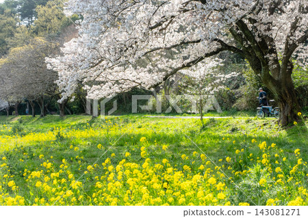 Cycling image under the cherry blossoms (Koyamaike Aoshima) Cycling image under the cherry blossoms (Koyamaike Aoshima) 143081271