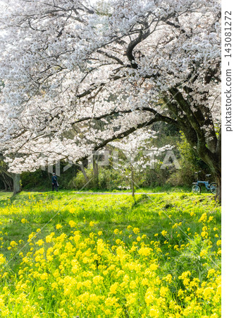 Cycling image under the cherry blossoms (Koyamaike Aoshima) Cycling image under the cherry blossoms (Koyamaike Aoshima) 143081272