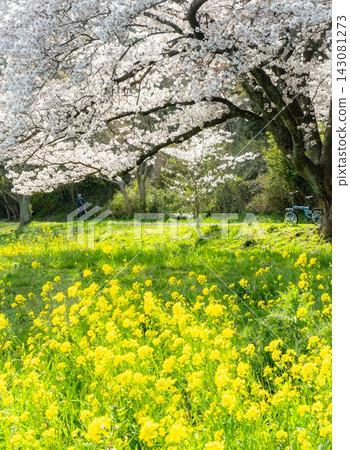 Cycling image under the cherry blossoms (Koyamaike Aoshima) Cycling image under the cherry blossoms (Koyamaike Aoshima) 143081273