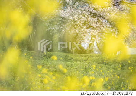 櫻花下的自行車影像(小山池青島) 櫻花下的自行車影像(小山池青島) 143081278